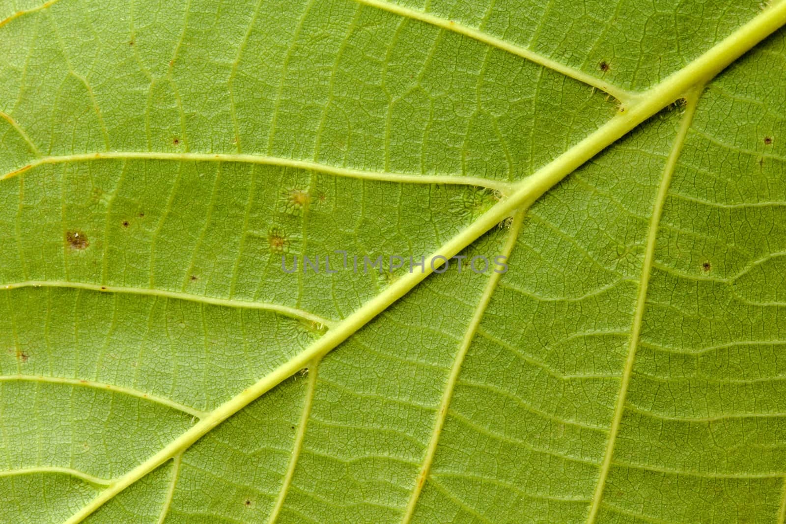 Photo shows detail of green leaf texture background.