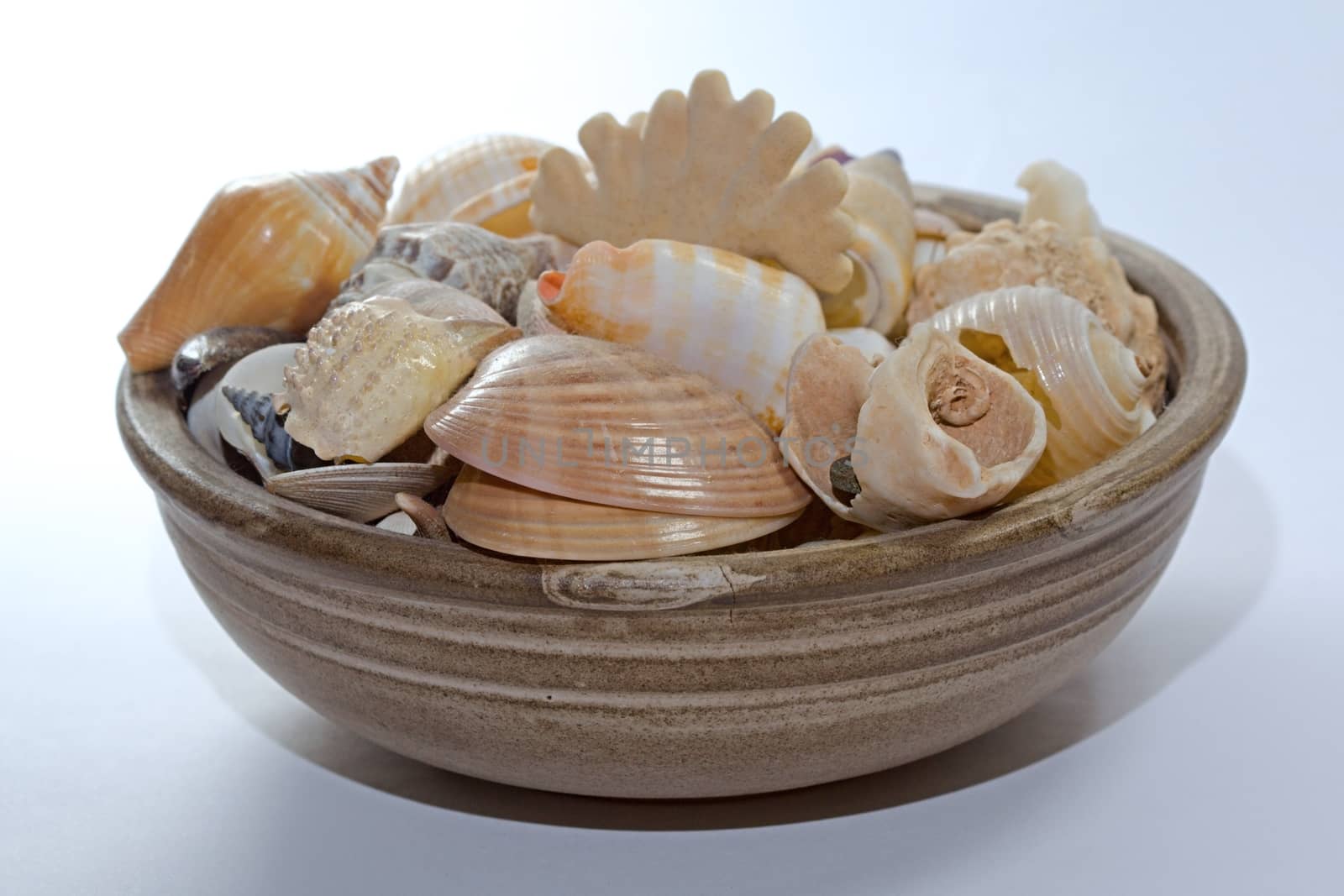 Photo shows detail of sea shell on white background.