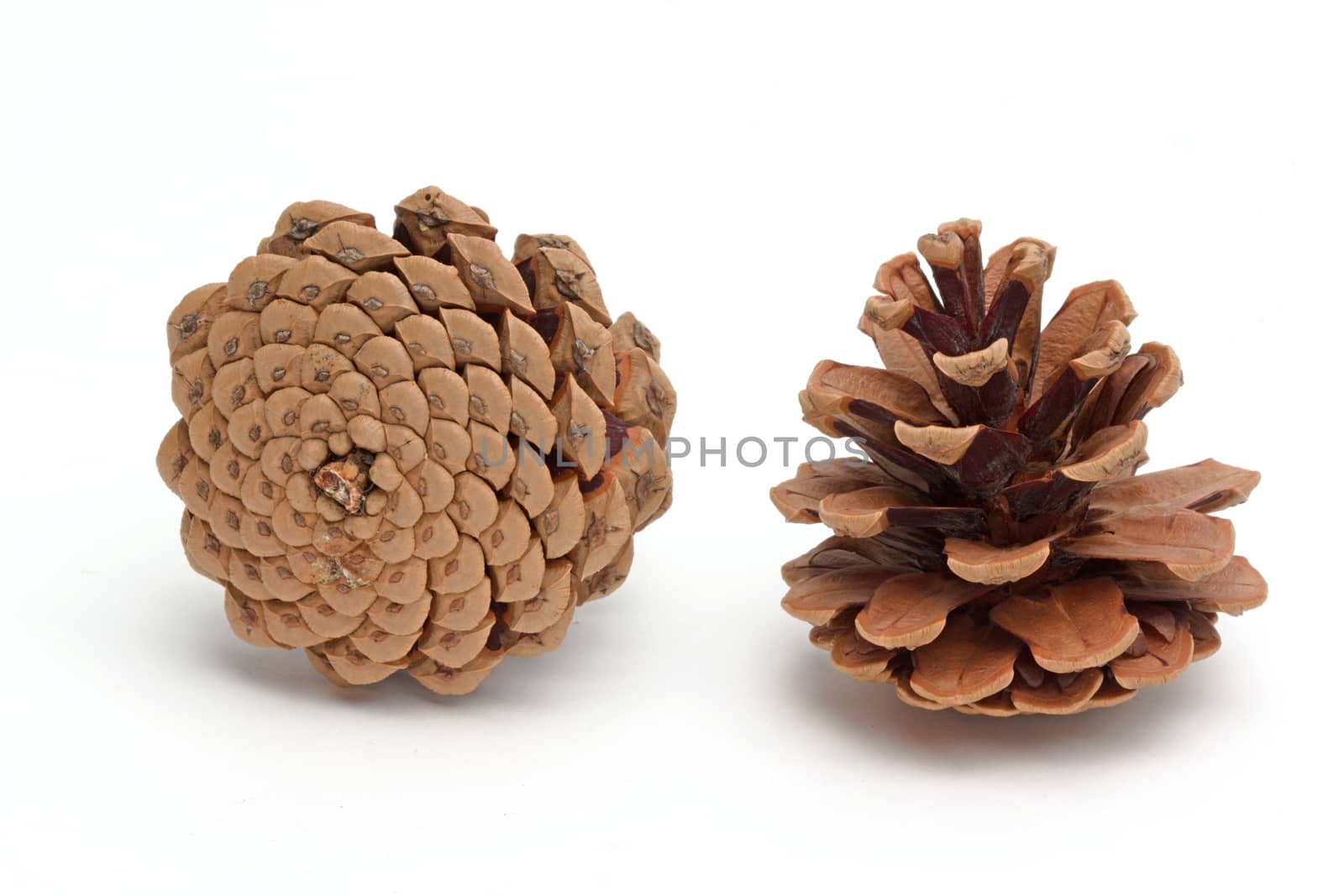 Photo shows detail of brown cones on a white background.