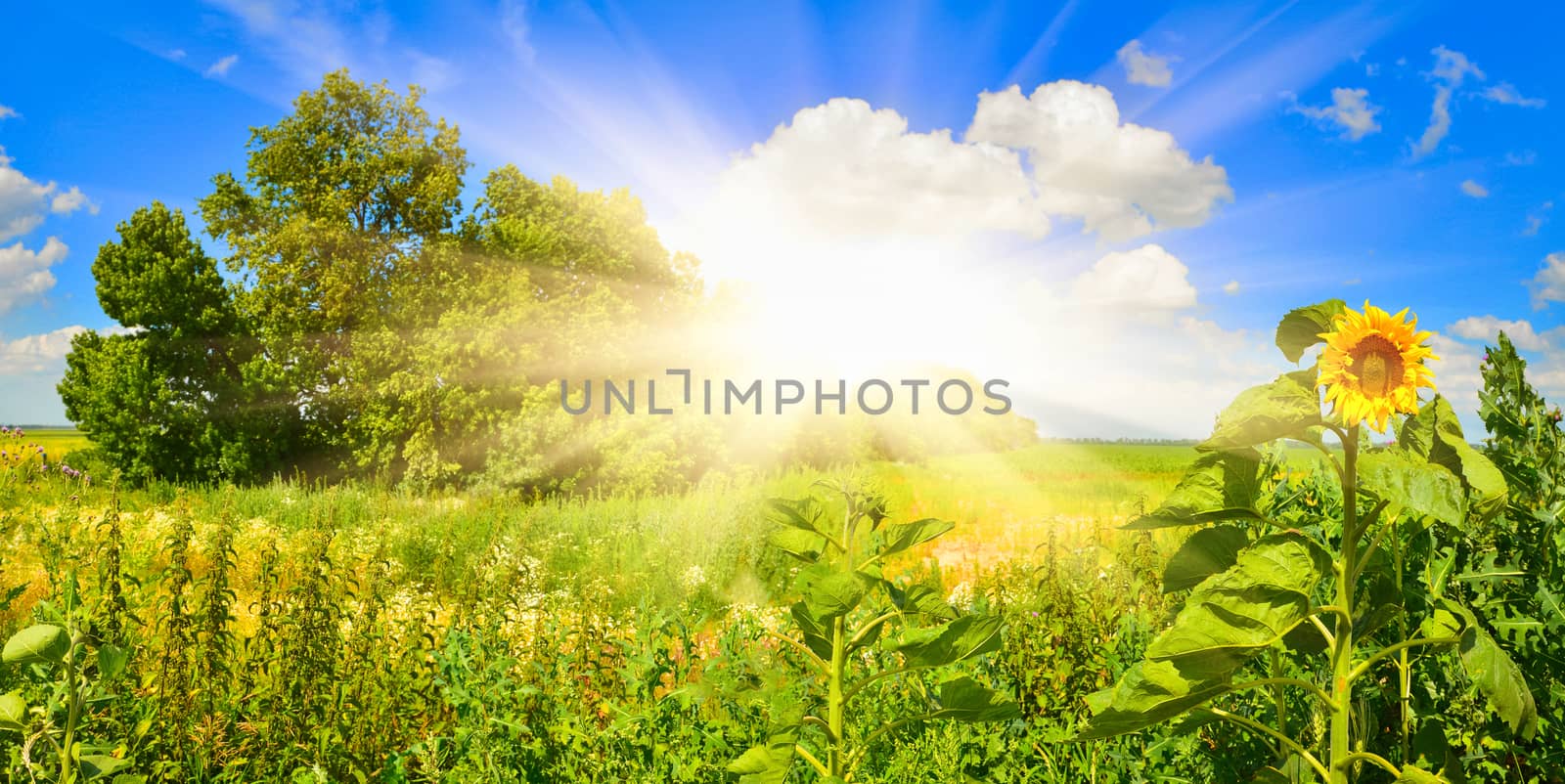 Landscape with sunflower