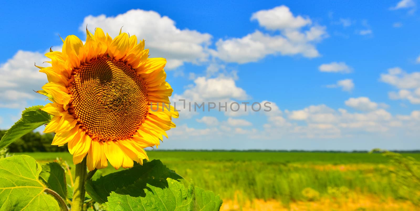 Sunflower background