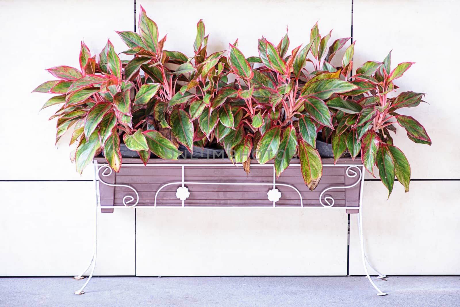 Tree in potted beside the wall background