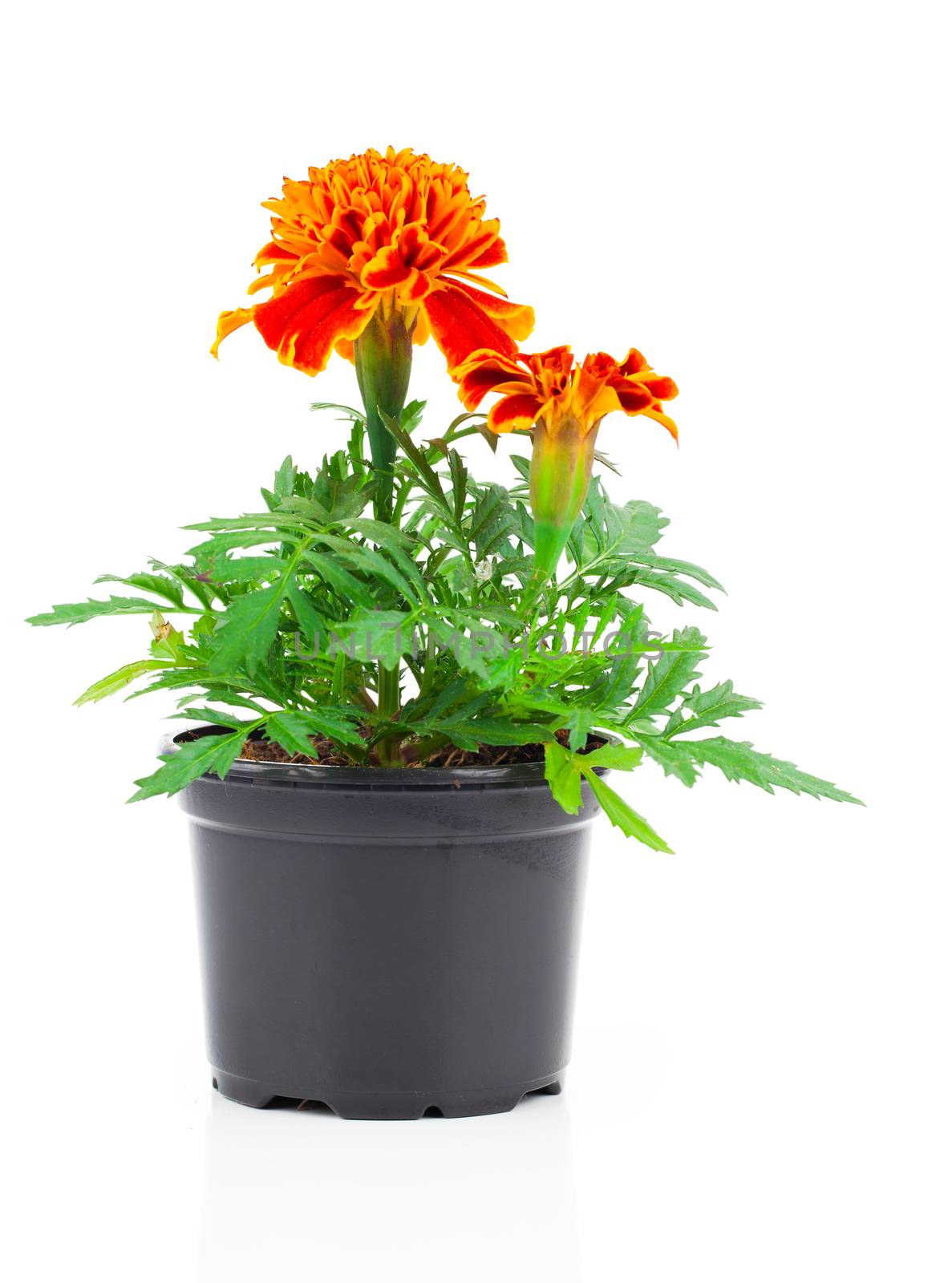 dark red marigold in pot, on white isolated background by motorolka