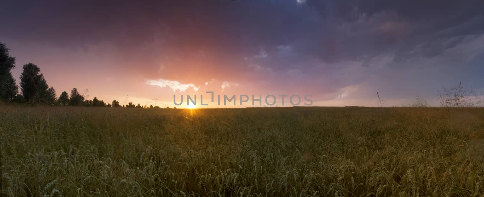 Colorful sunset over wheat field. 