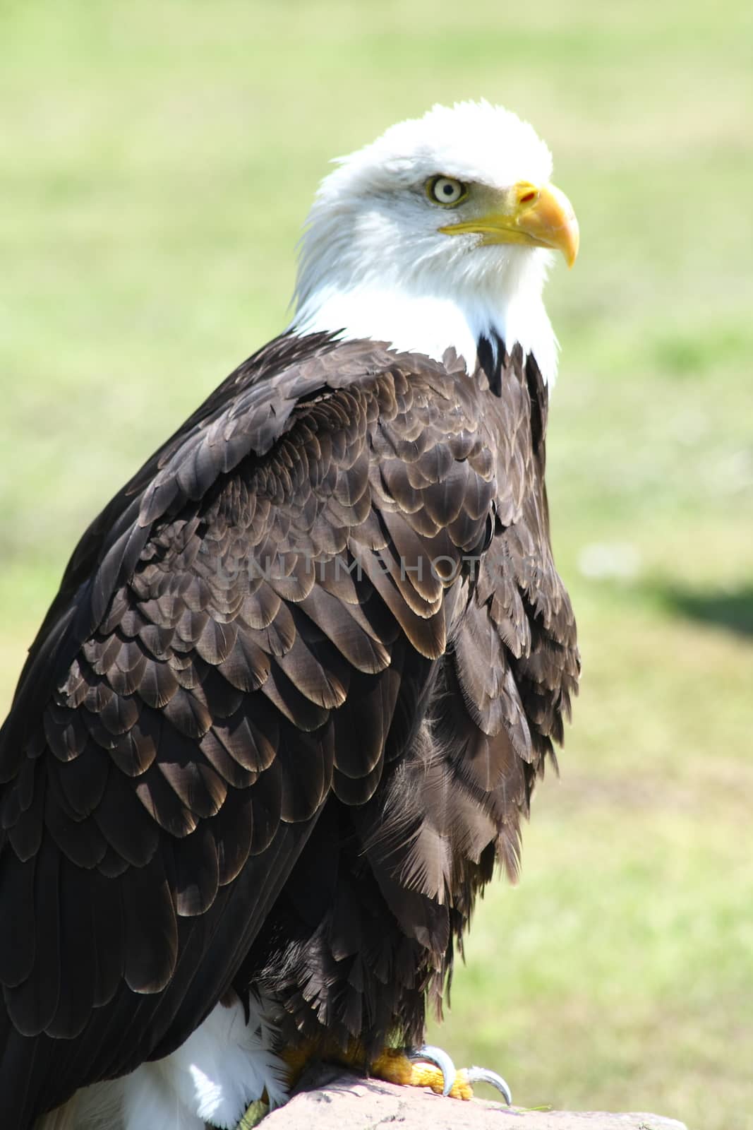 Detailed view of a bald eagle (Haliaeetus leucocephalus)