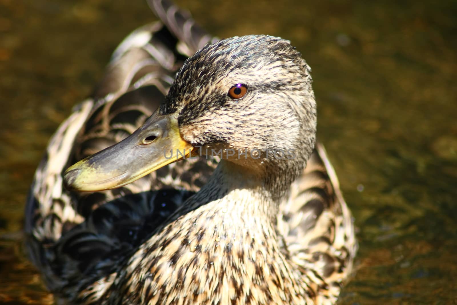 a portrait of a female mallard (Anas platyrhynchos)