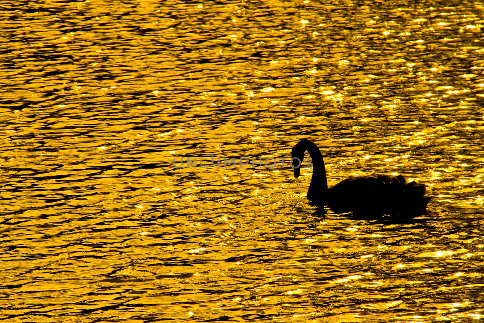 Silhouettes of swans in the fields of gold lake.