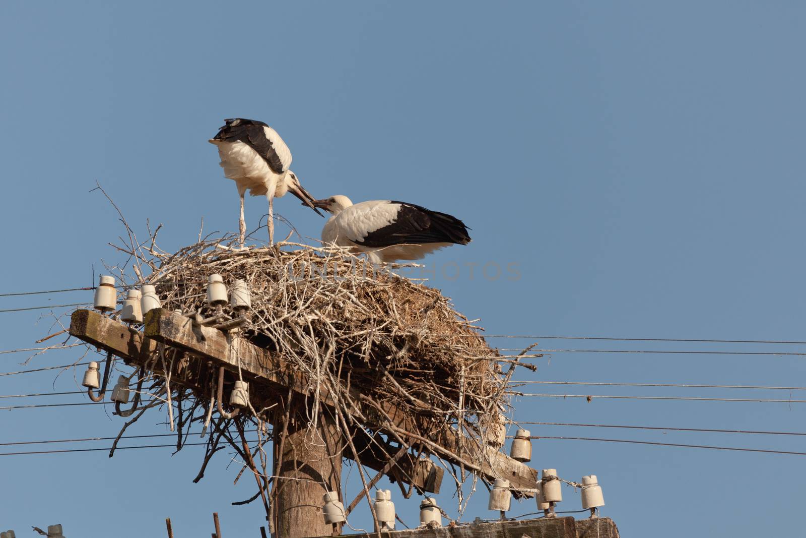 The white stork young baby birds costs in a big nest from rods