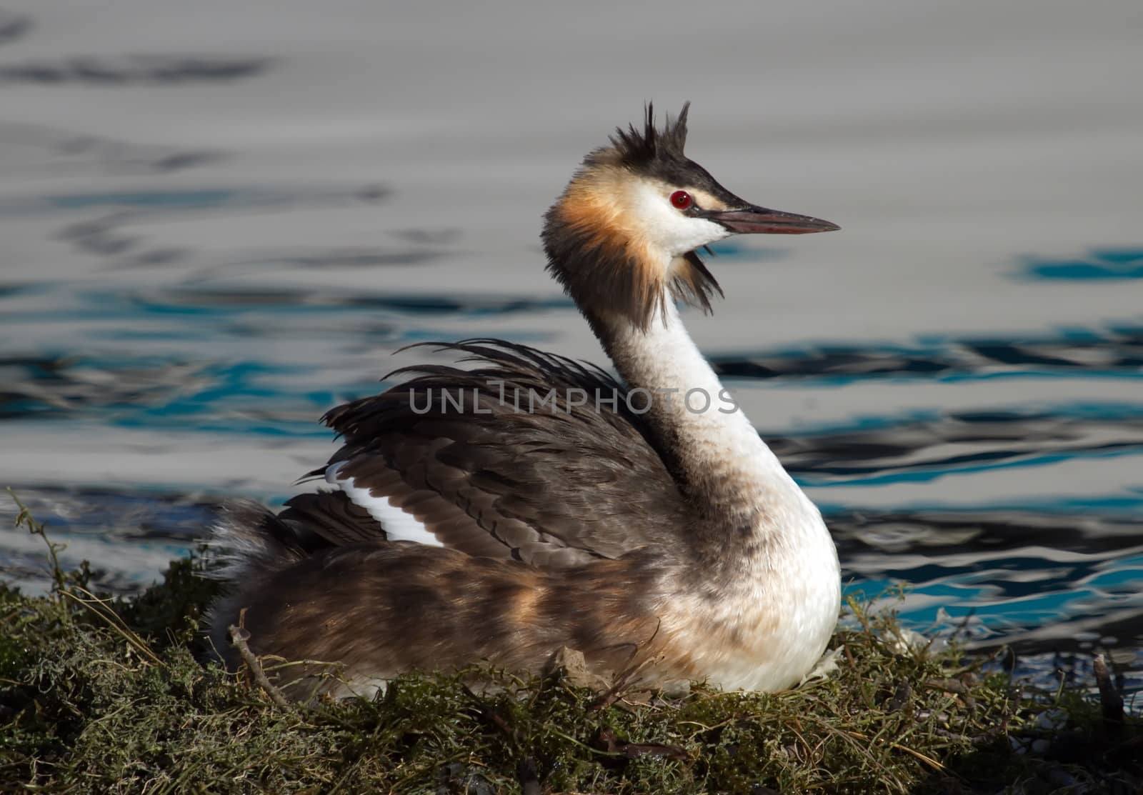 Crested grebe, podiceps cristatus, duck brooding nest on the lake