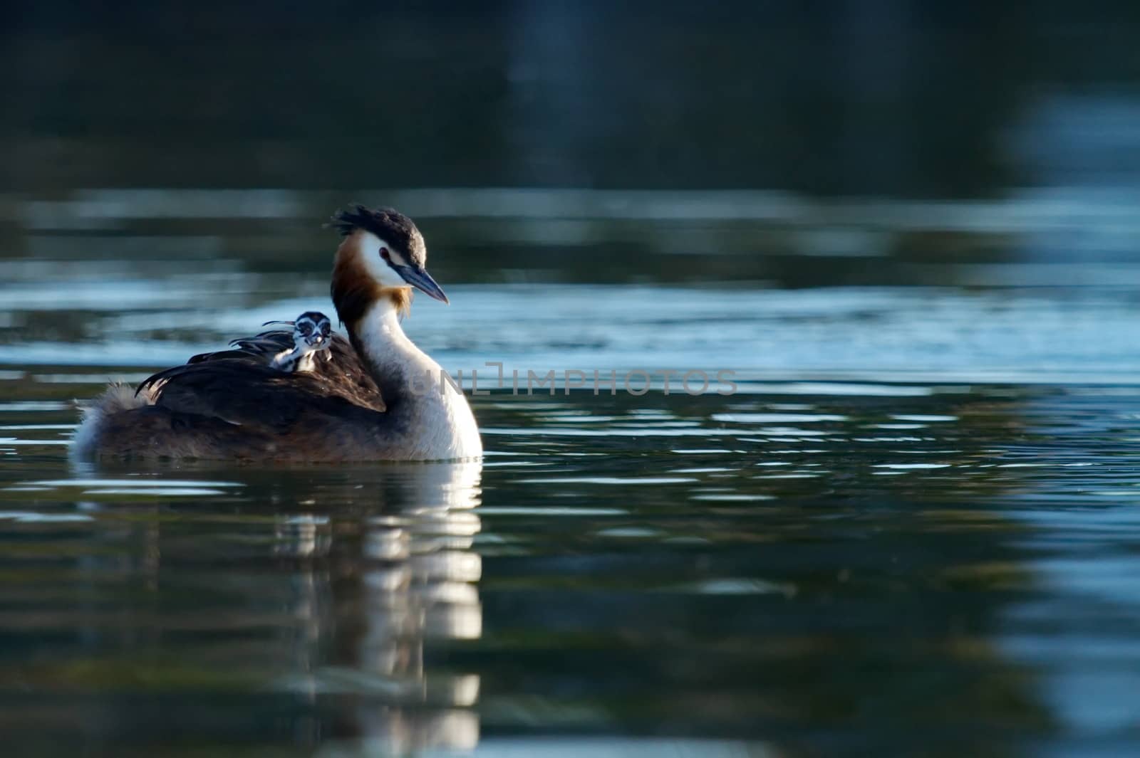 Crested grebe, podiceps cristatus, duck and baby by Elenaphotos21