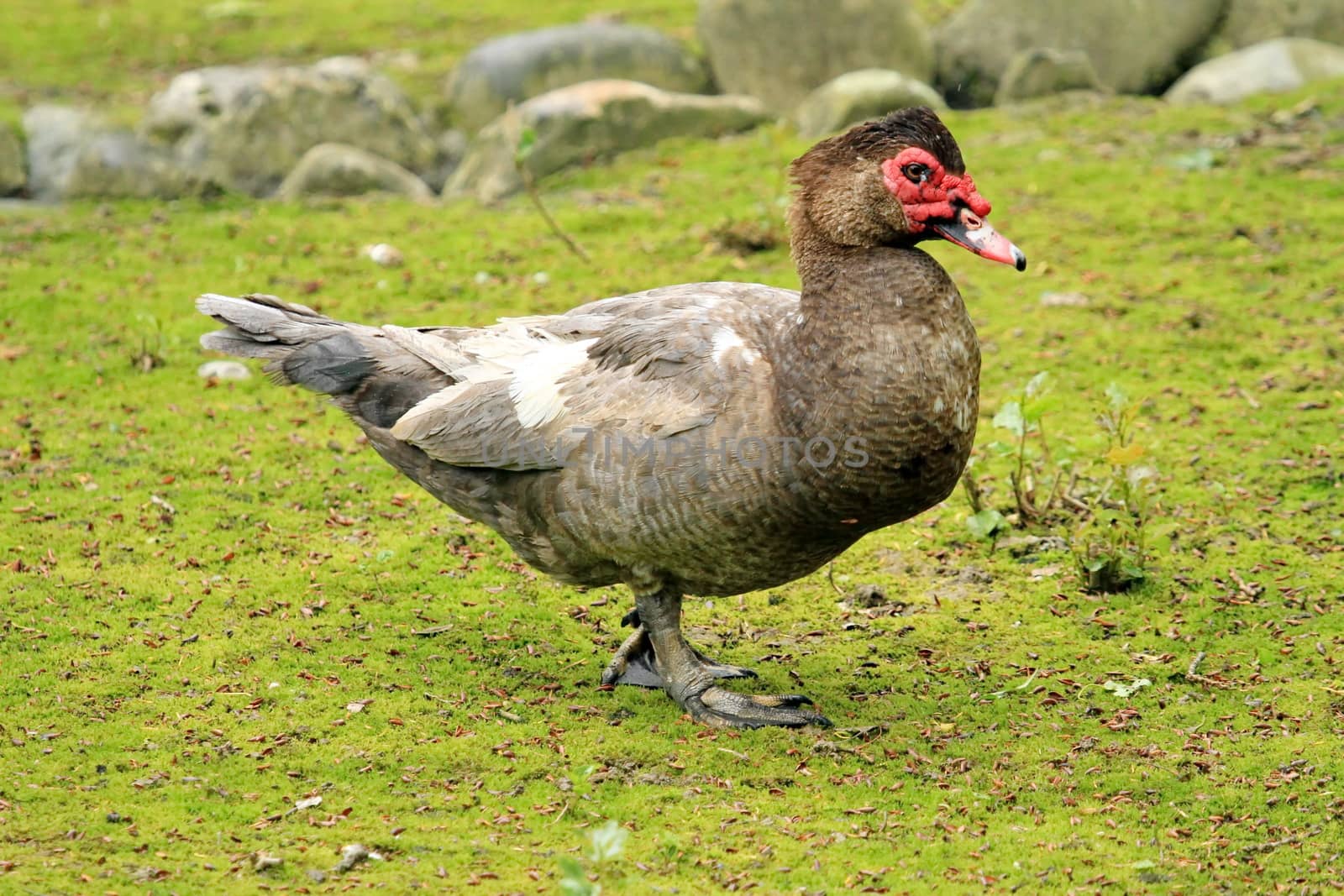 Chocolate muscovy duck, cairina moschata standing on the grass