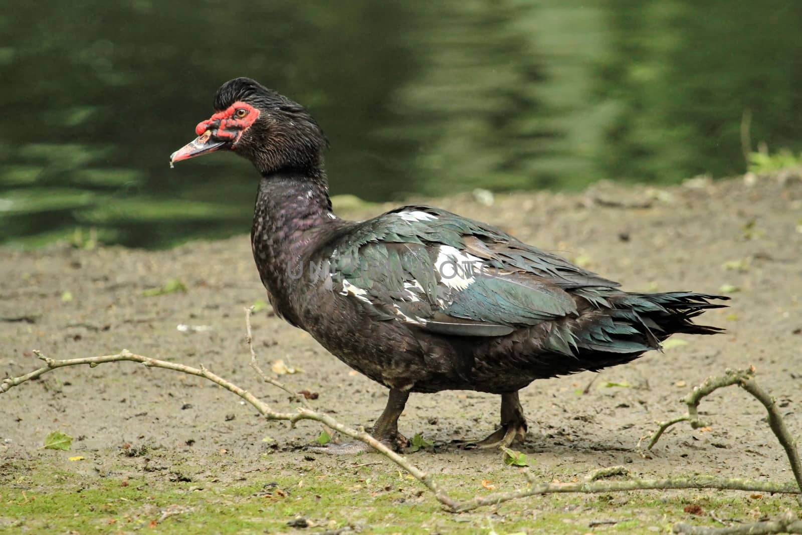 Black muscovy duck, cairina moschata standing on the grass