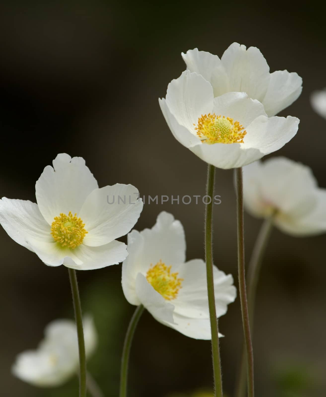 Japanese anemone, thimbleweed or windflower, a. hupehensis by Elenaphotos21