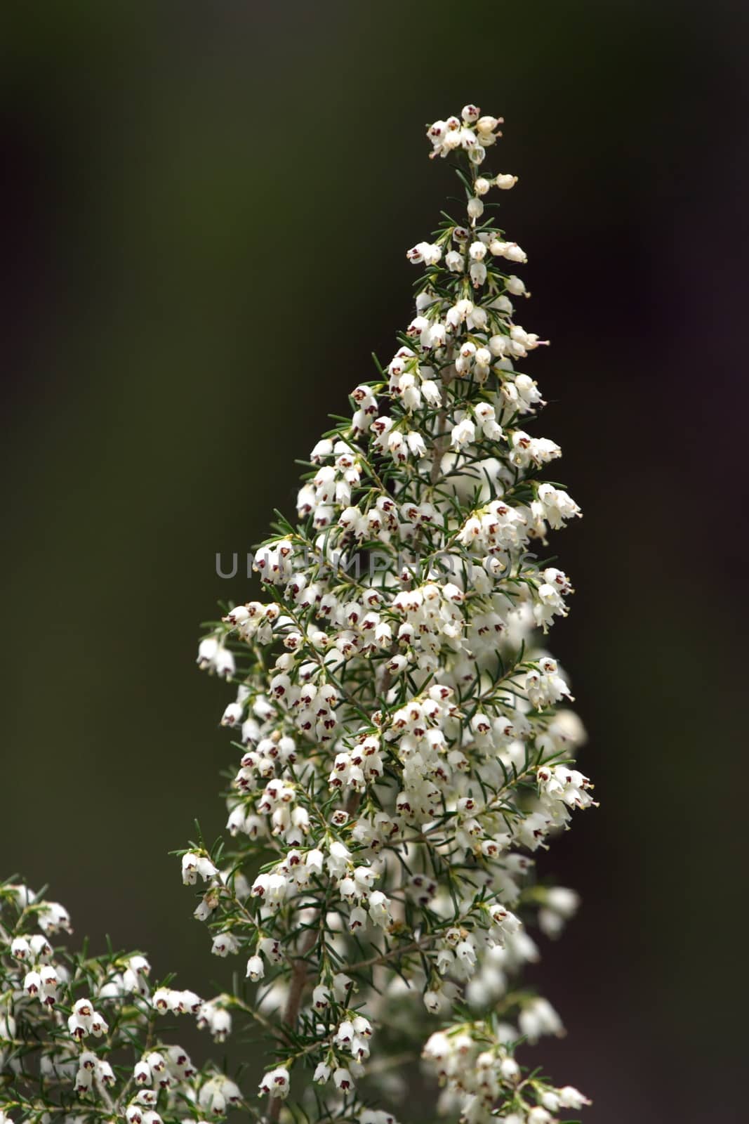 Tree heath, erica arborea by Elenaphotos21