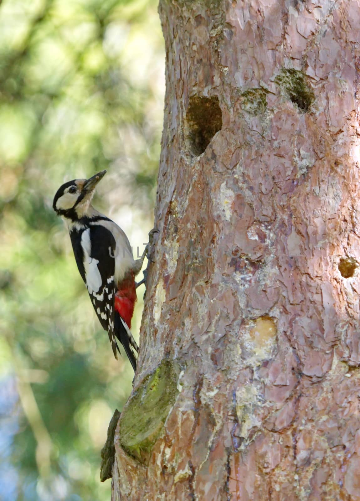 Hairy woodpecker, picoides villosus next to its hole nest by Elenaphotos21