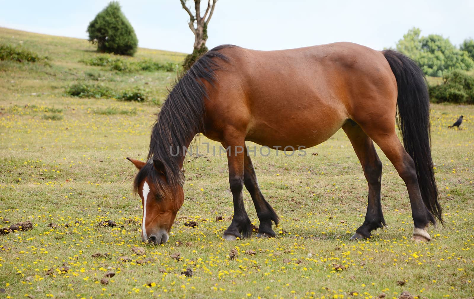 Bay pony in foal grazes on grass in the New Forest, England