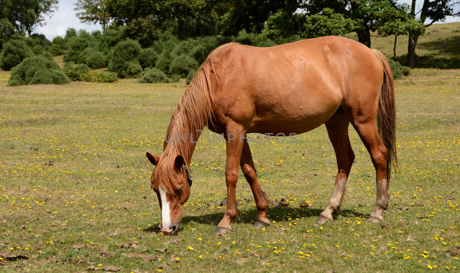 Chestnut New Forest pony grazing on grass in the sunshine