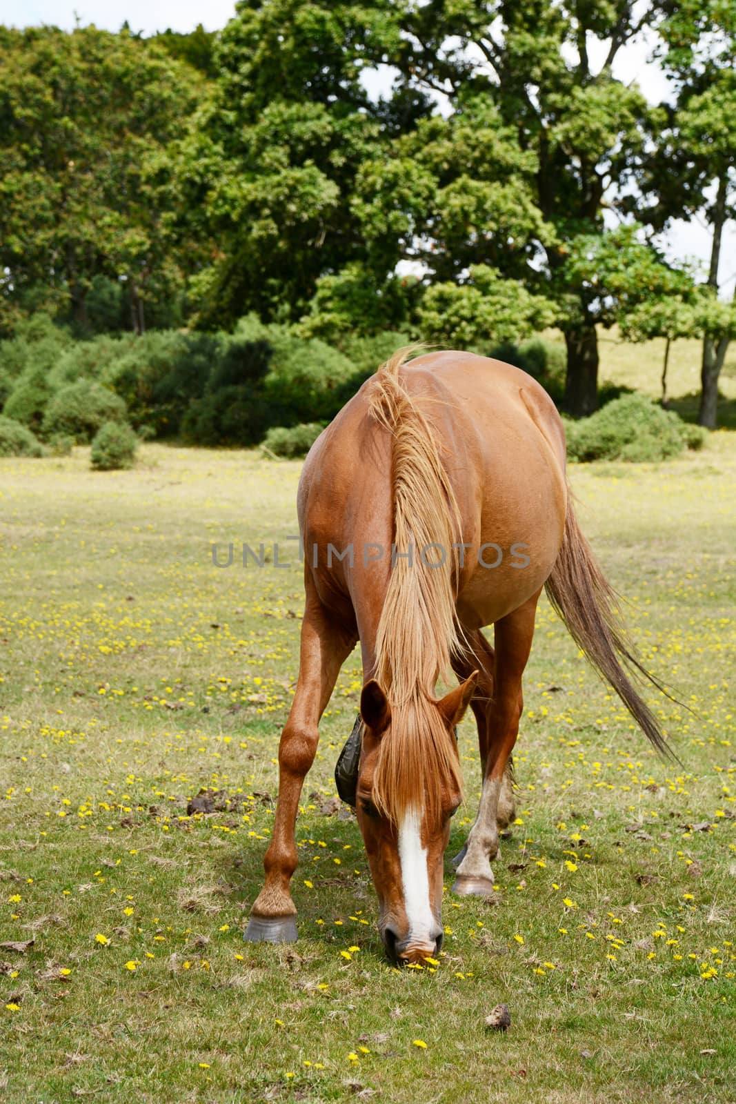 Chestnut pony grazing in the New Forest against a background of trees