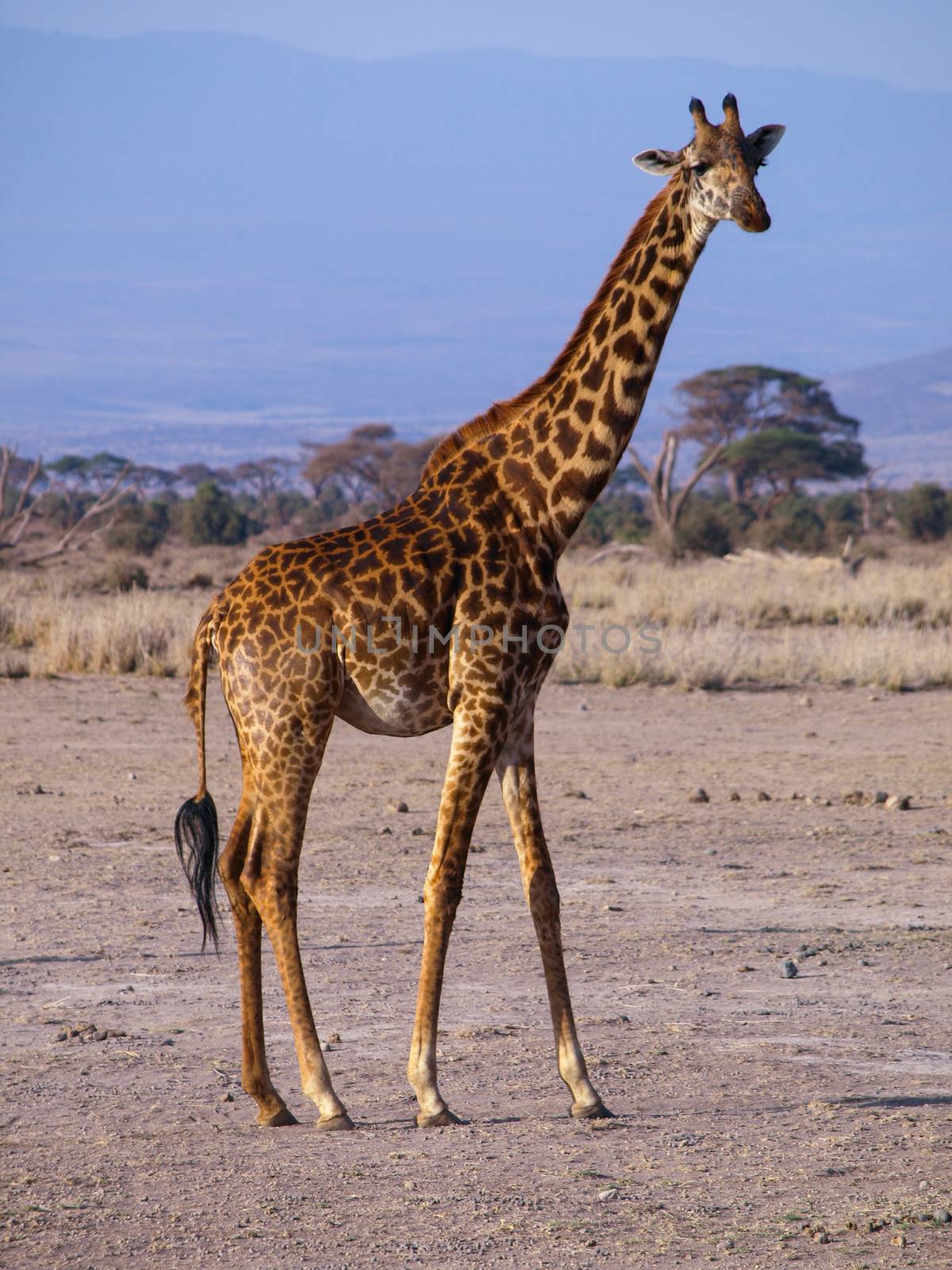 Tall giraffe standing and watching around dry savannah