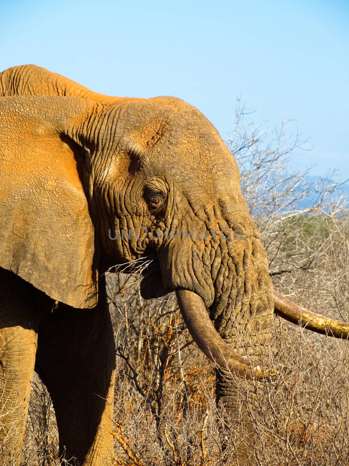 Detailed view of wrinkled old elephant's head