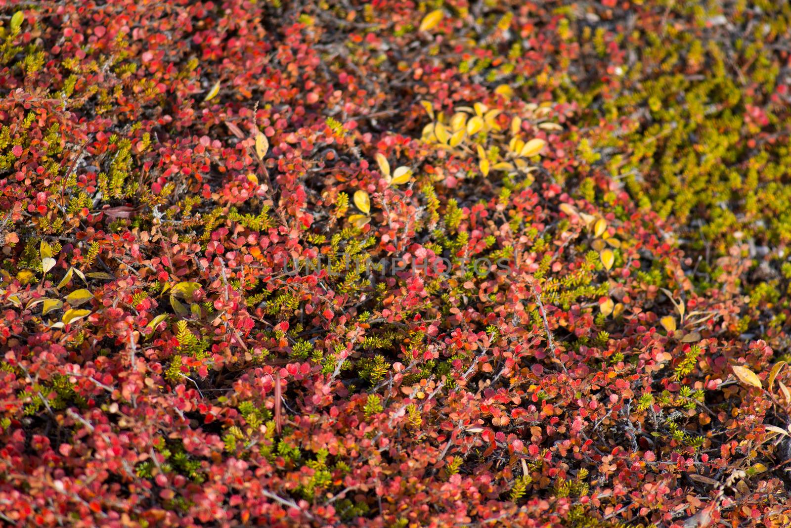 Betula nana, dwarf birch in Greenland in autumn with red leaves 