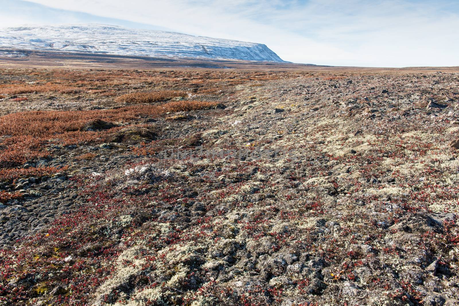 Arctic landscape in summer with lichen, vegetation and snowy mountain