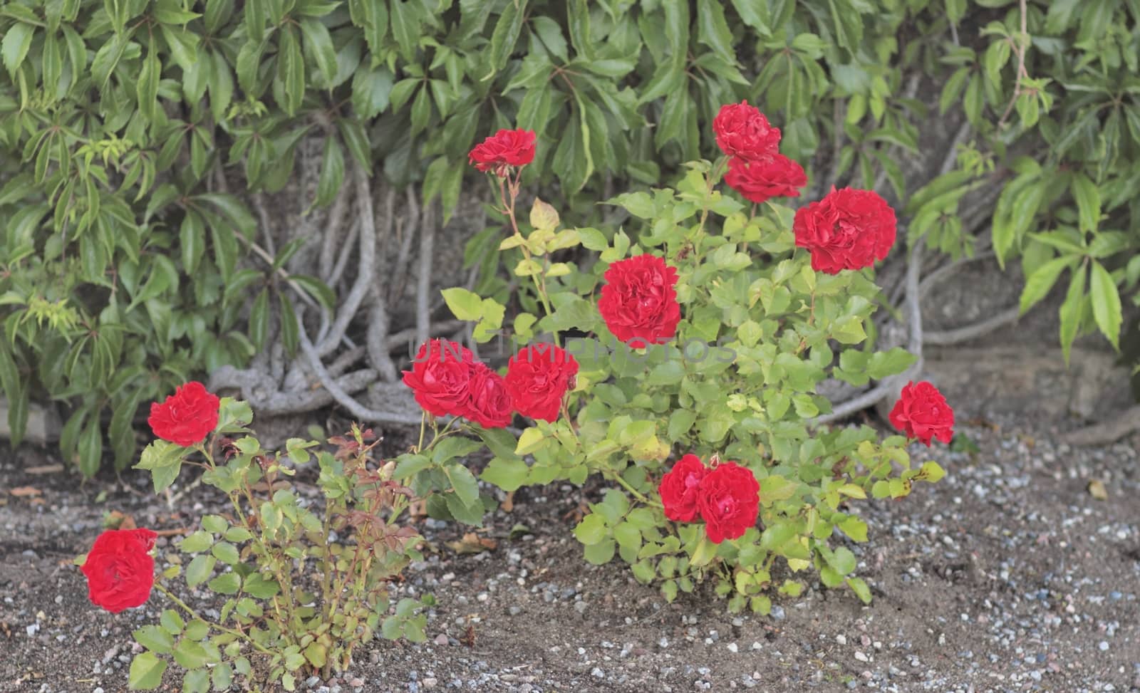 flowers on a bed in the Park