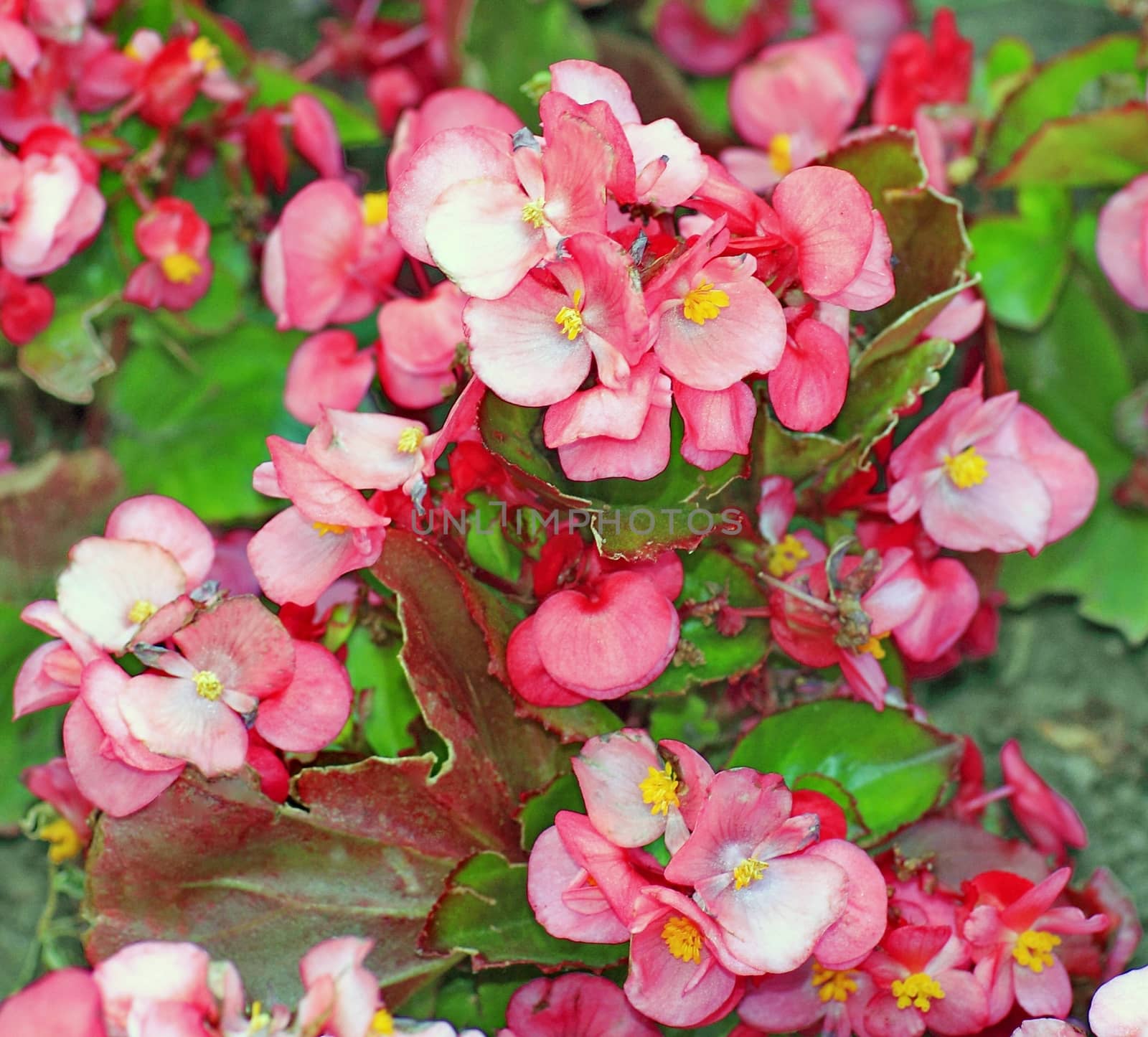 flowers on a bed in the Park by victorych