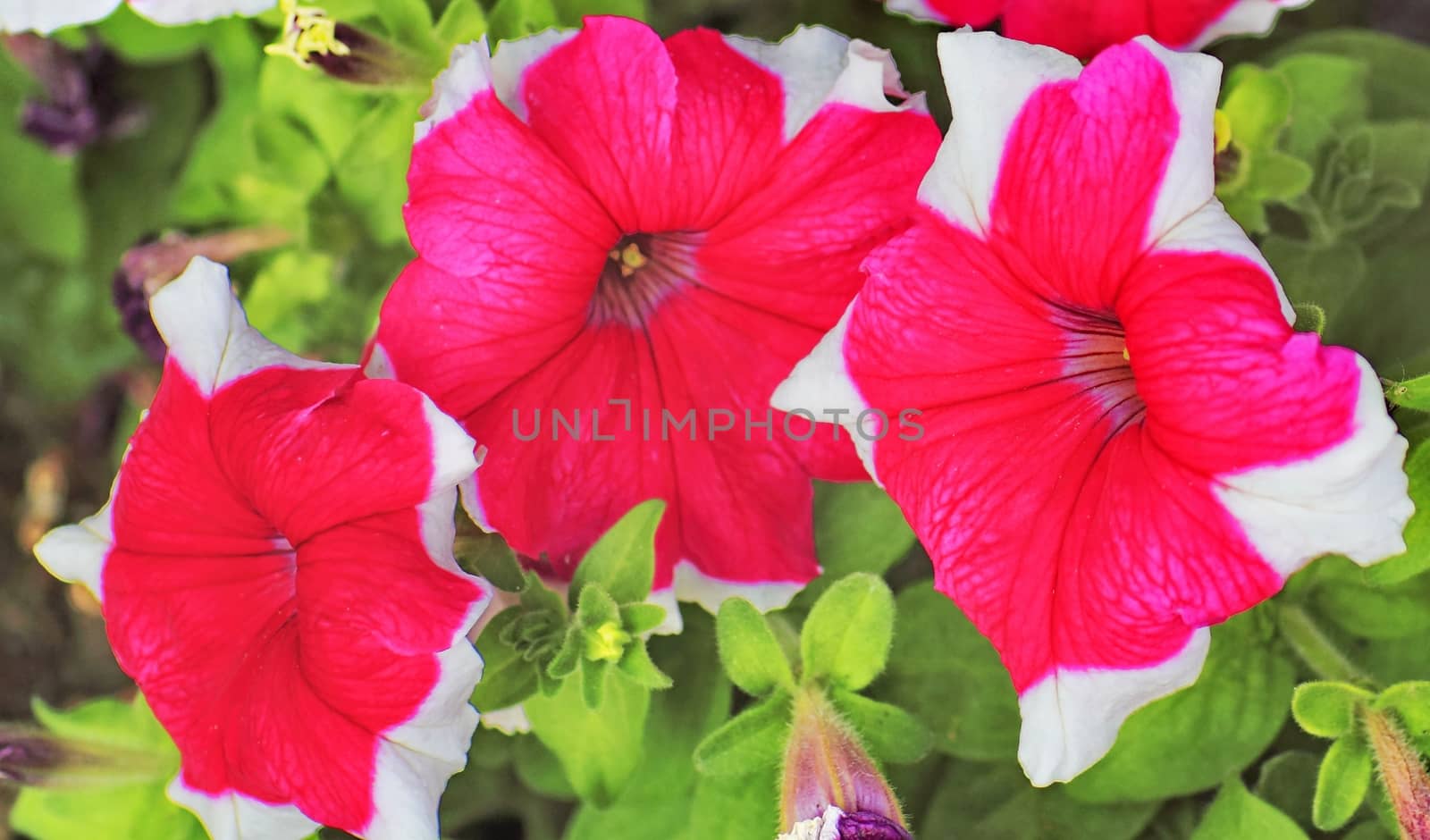 flowers on a bed in the Park by victorych