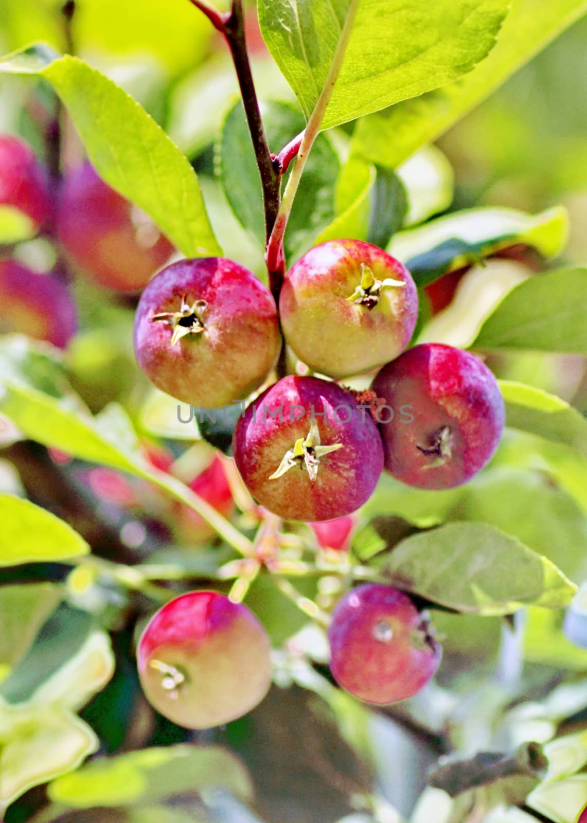 ripe apples