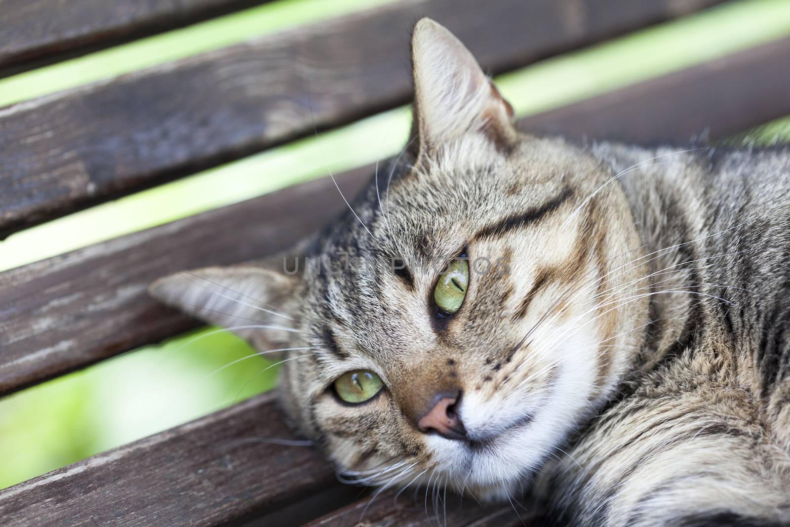 Green-Eyed cat