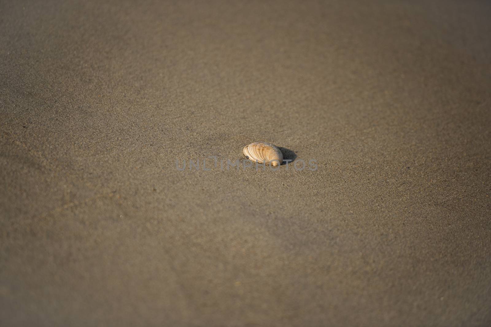 A beautiful shell on the beach sand