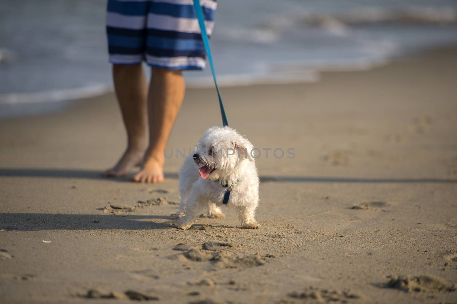 A cute Dog running on the Beach 