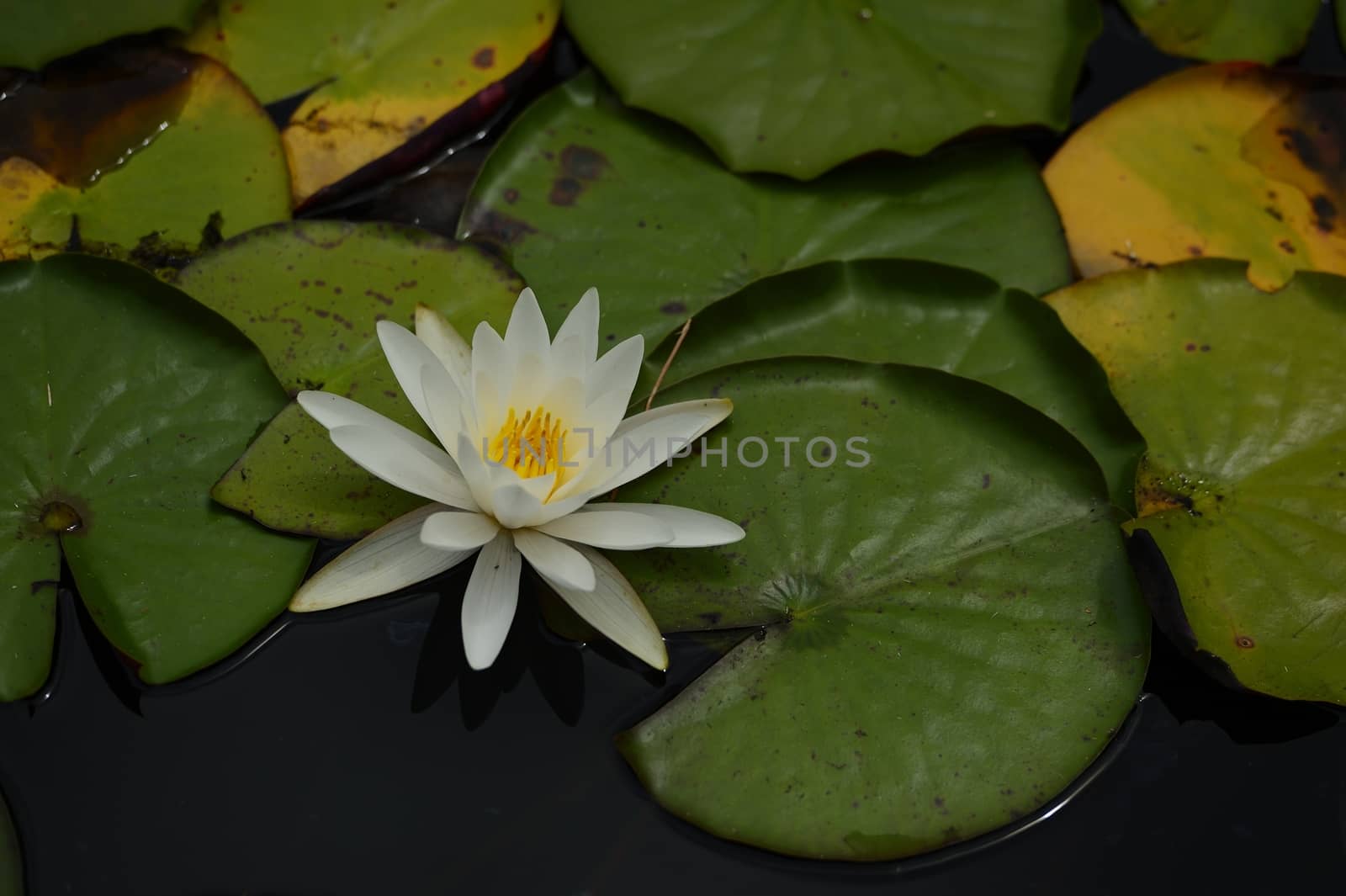 Beautiful Pink lily water plant with reflection in a pond