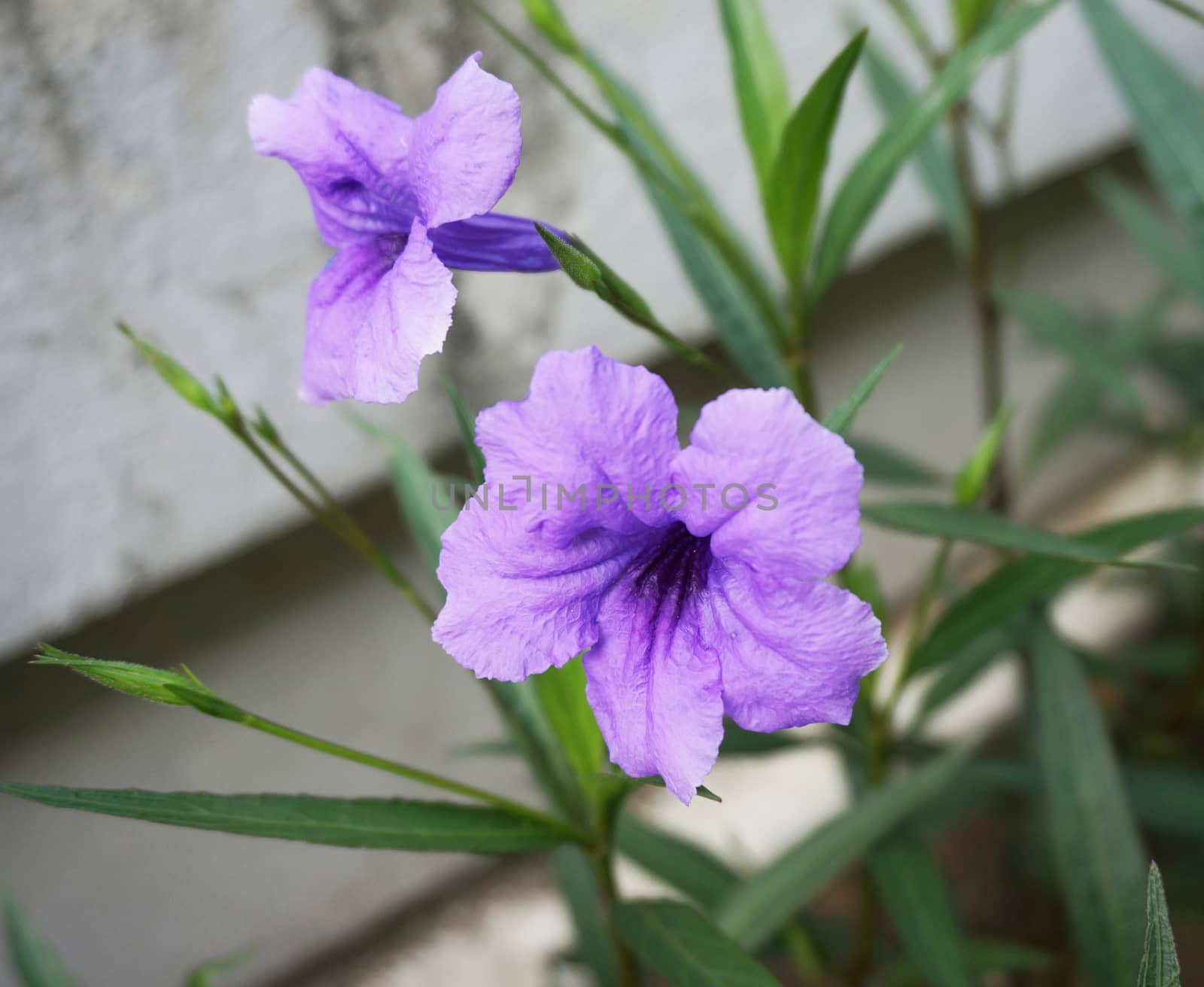 Ruellia tuberosa Linn on the ground beside road, It had bright purple in full bloom.                               