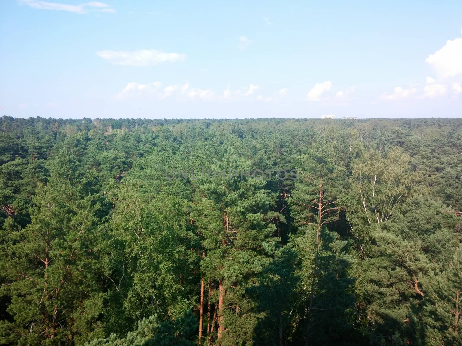 Pine Tree Forrest near the Baltic beach