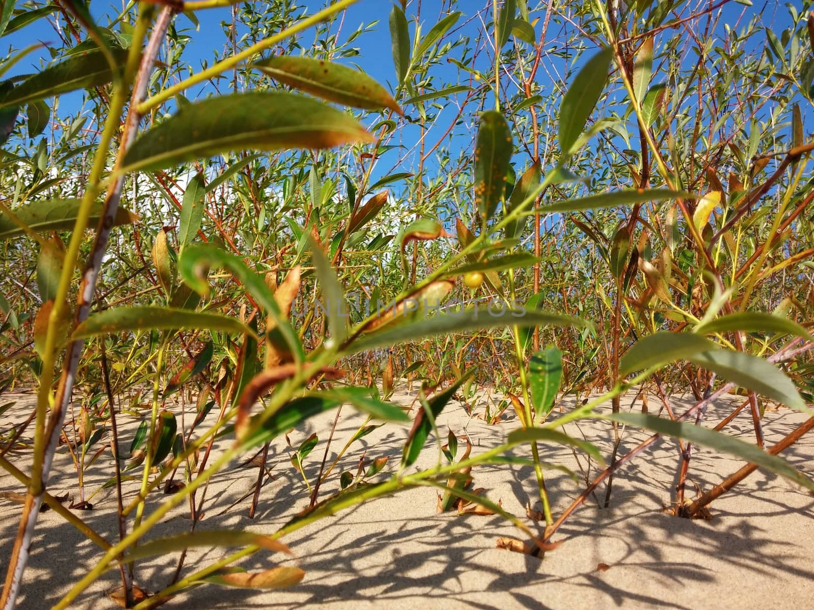 Plants growing at the Baltic beach in Summer