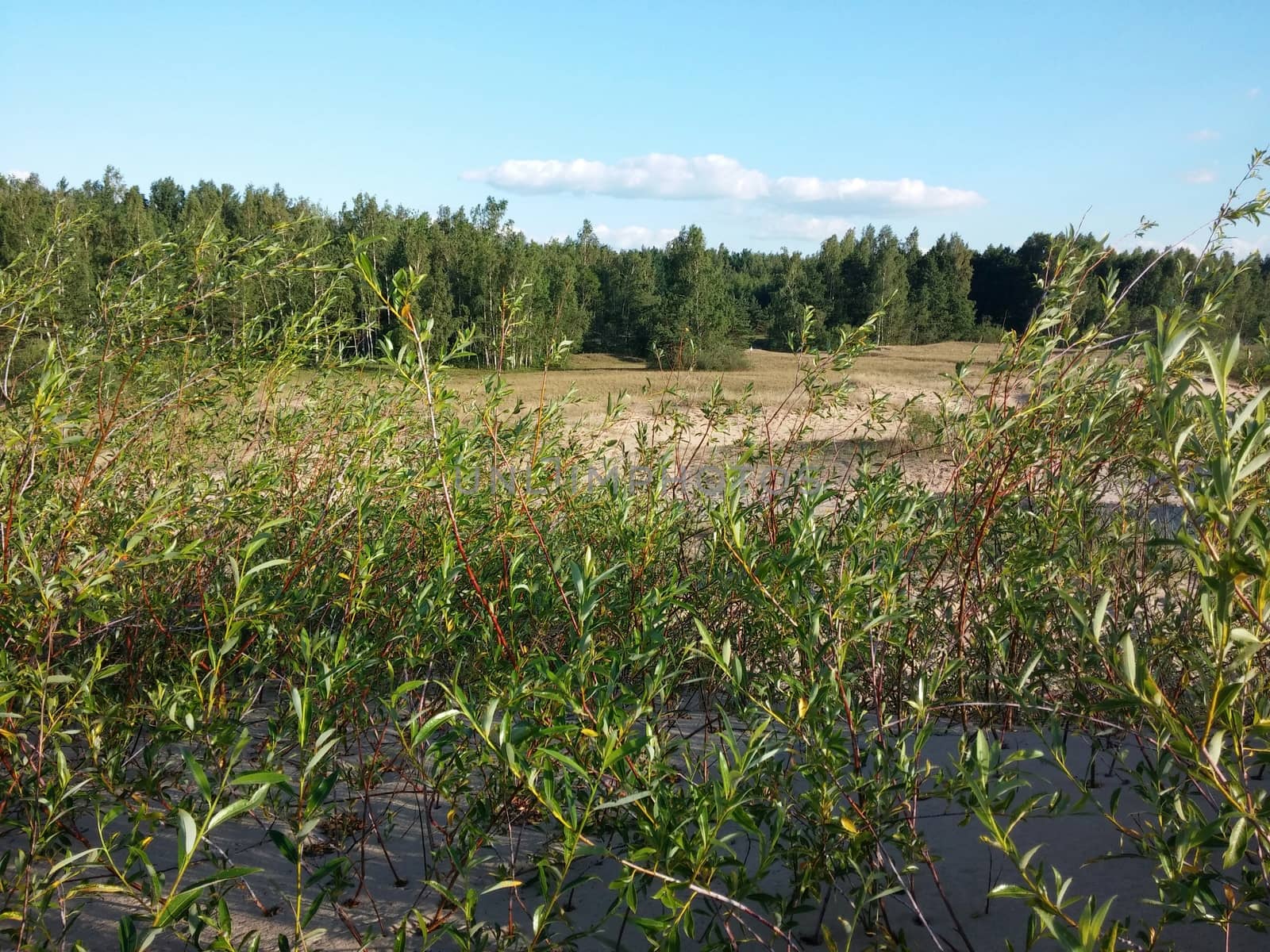 Plants growing at the Baltic beach in Summer