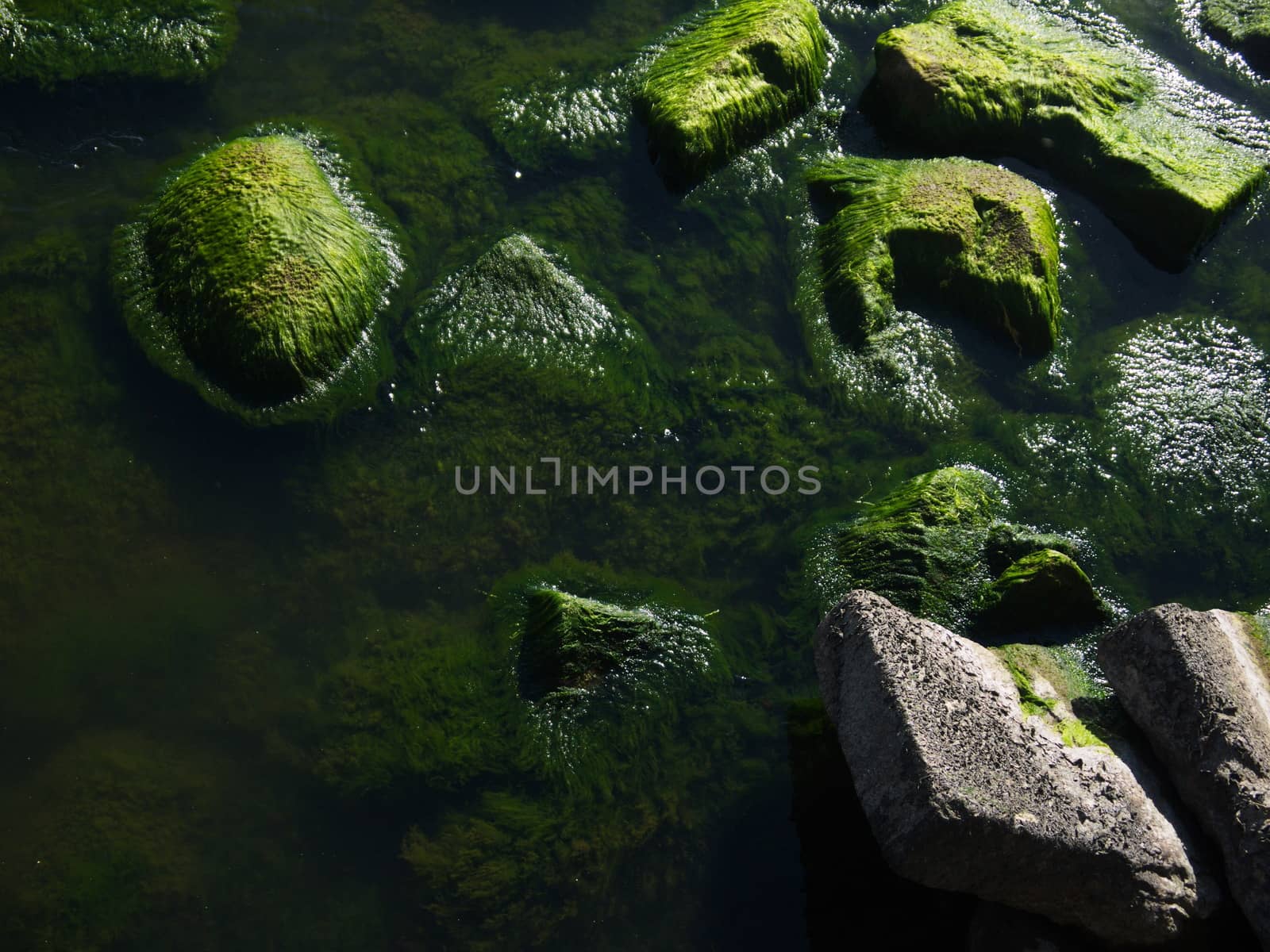 Seaweed that grows on rocks at beach