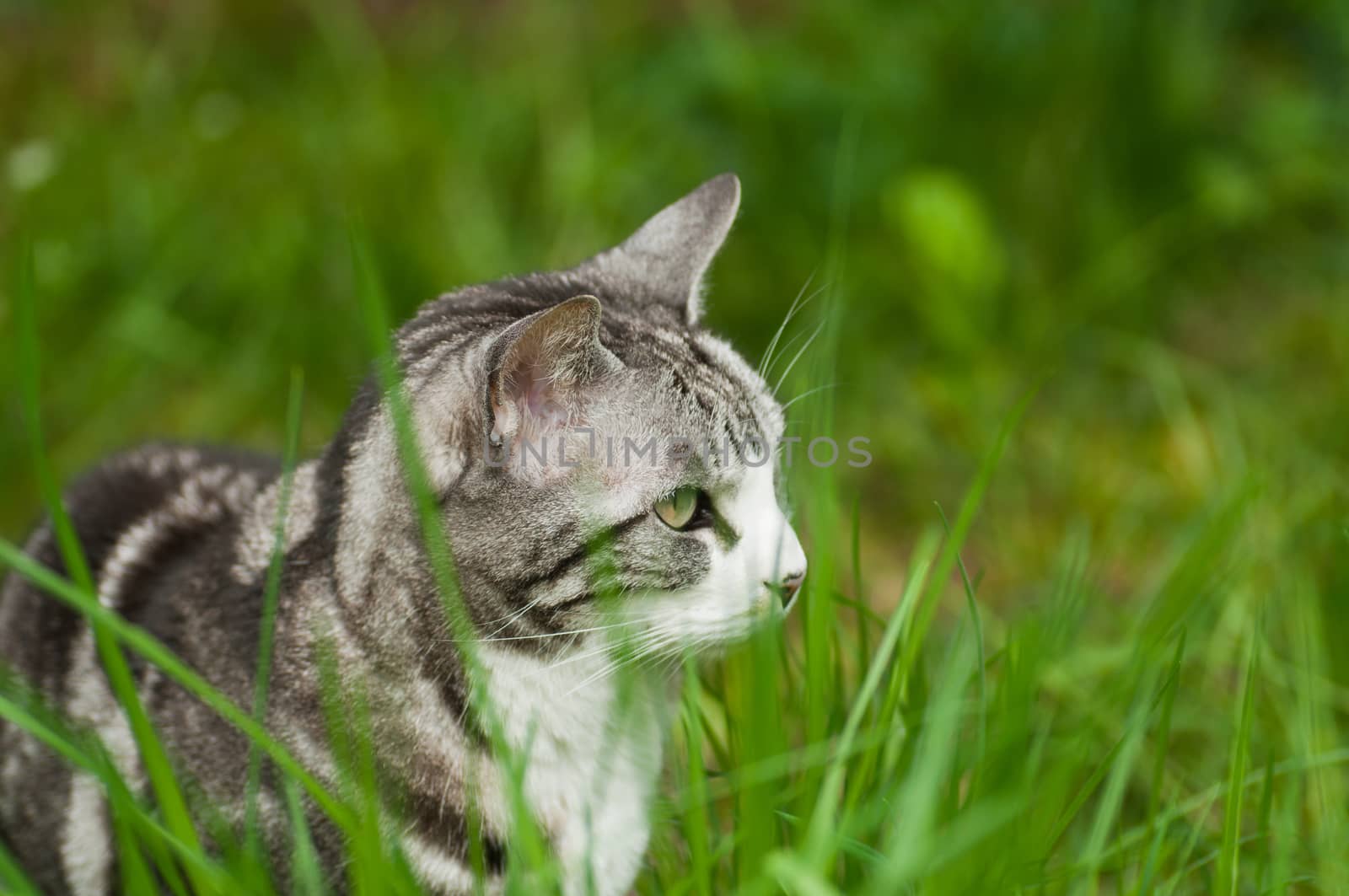 black and white cat in grass