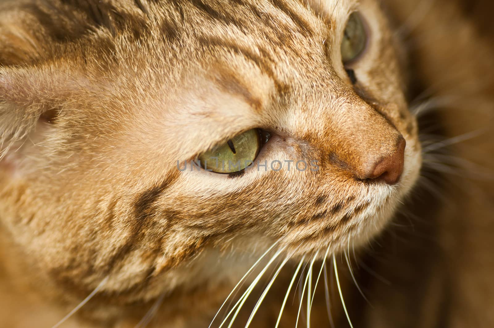brown tiger cat face closeup