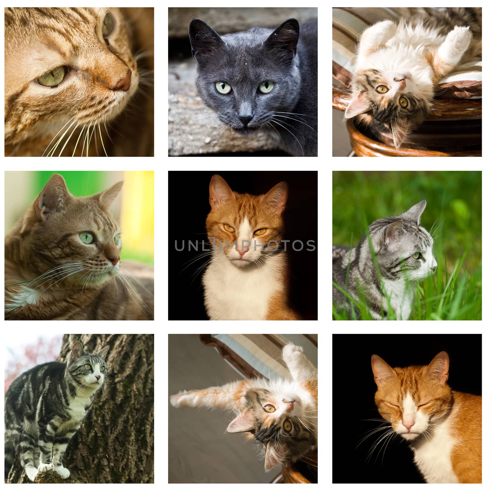 cat collage by NeydtStock