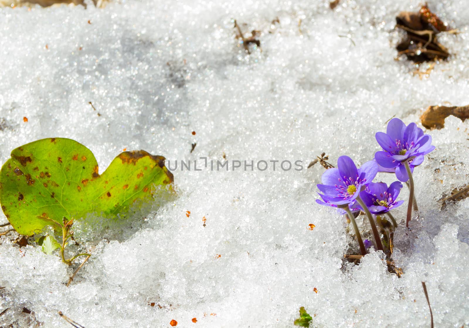 The first spring flowers in the melting snow by aleksaskv