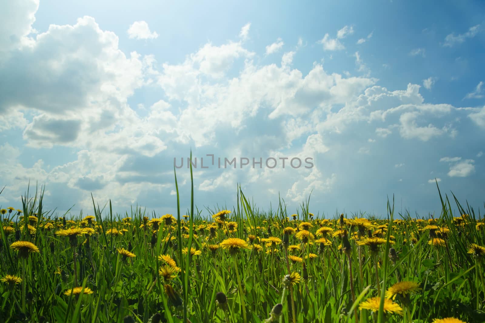 dandelions in a field by aleksaskv