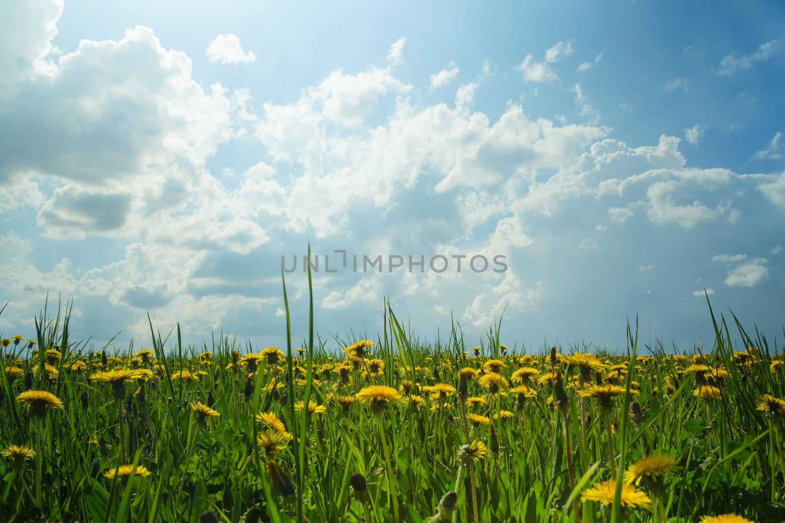 dandelions in a field