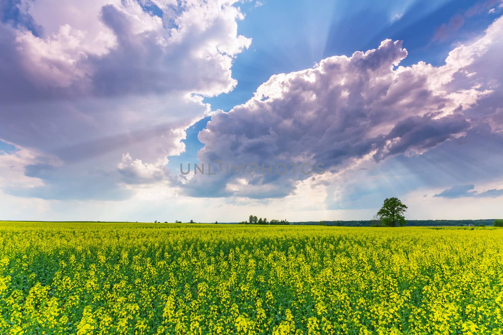 Rape field and dramatic sky