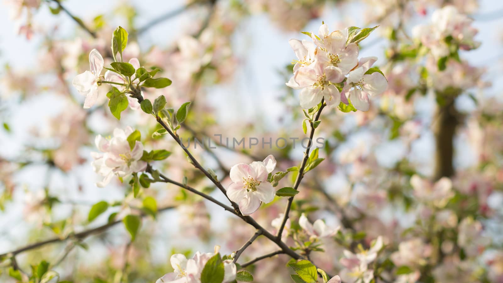 blossoming apple orchard by aleksaskv
