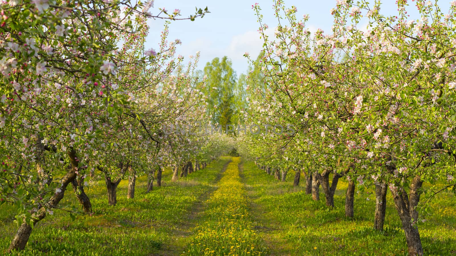 blossoming apple orchard by aleksaskv