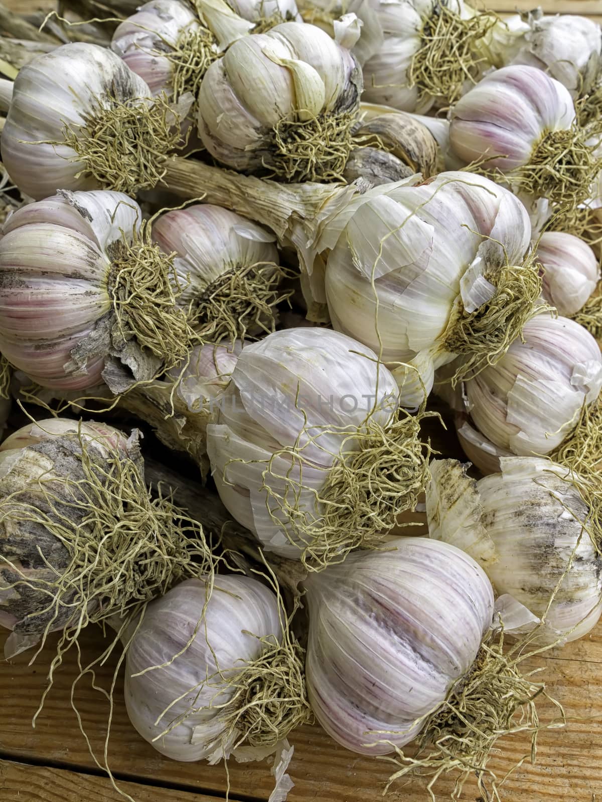 Fresh garlic closeup