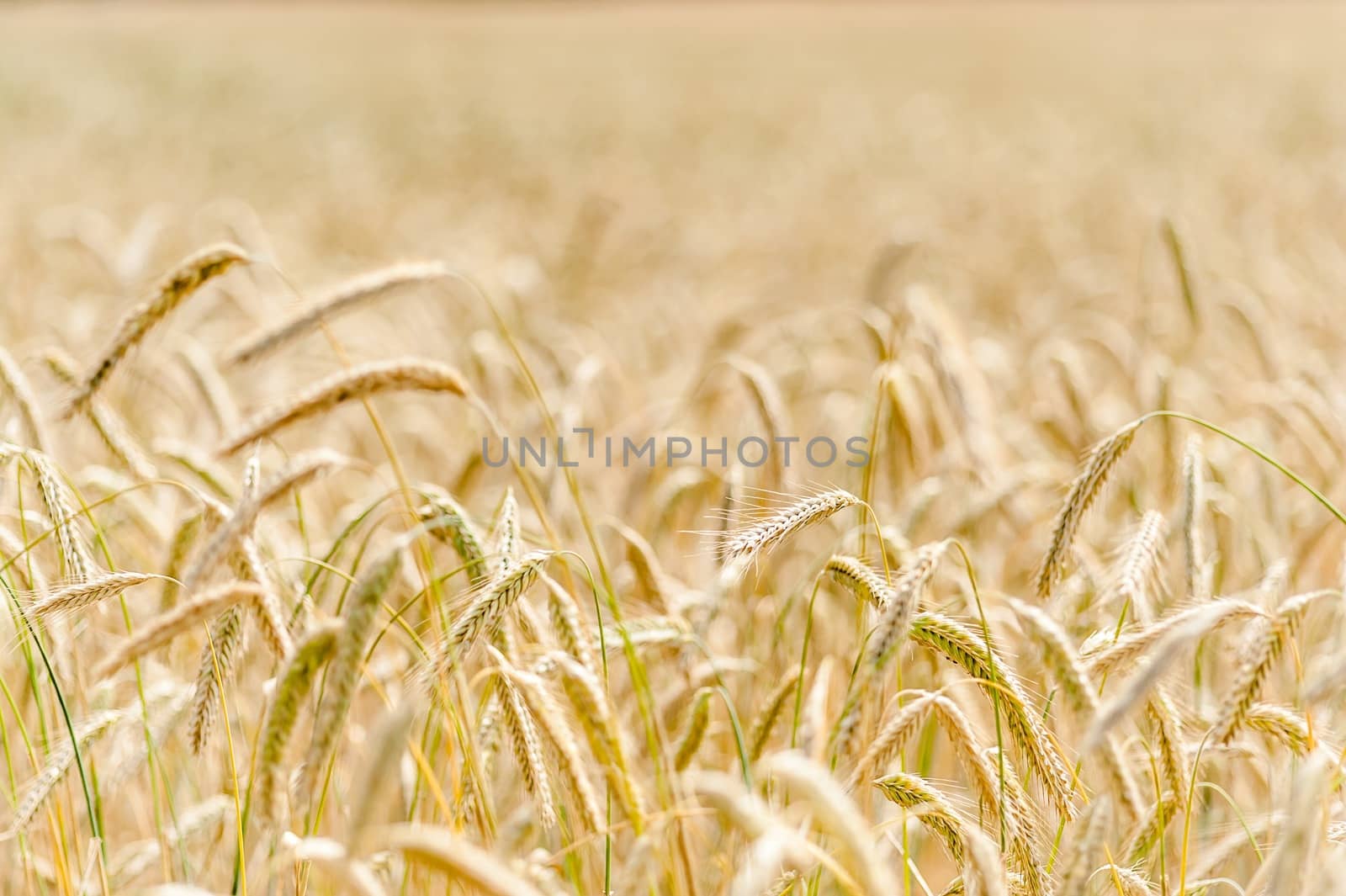 A cornfield of wheat in Denmark